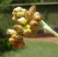 Image of Jersey cudweed