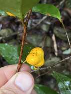 Imagem de Dichapetalum papuanum (Becc.) Boerl.