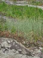 Image of Jersey cudweed