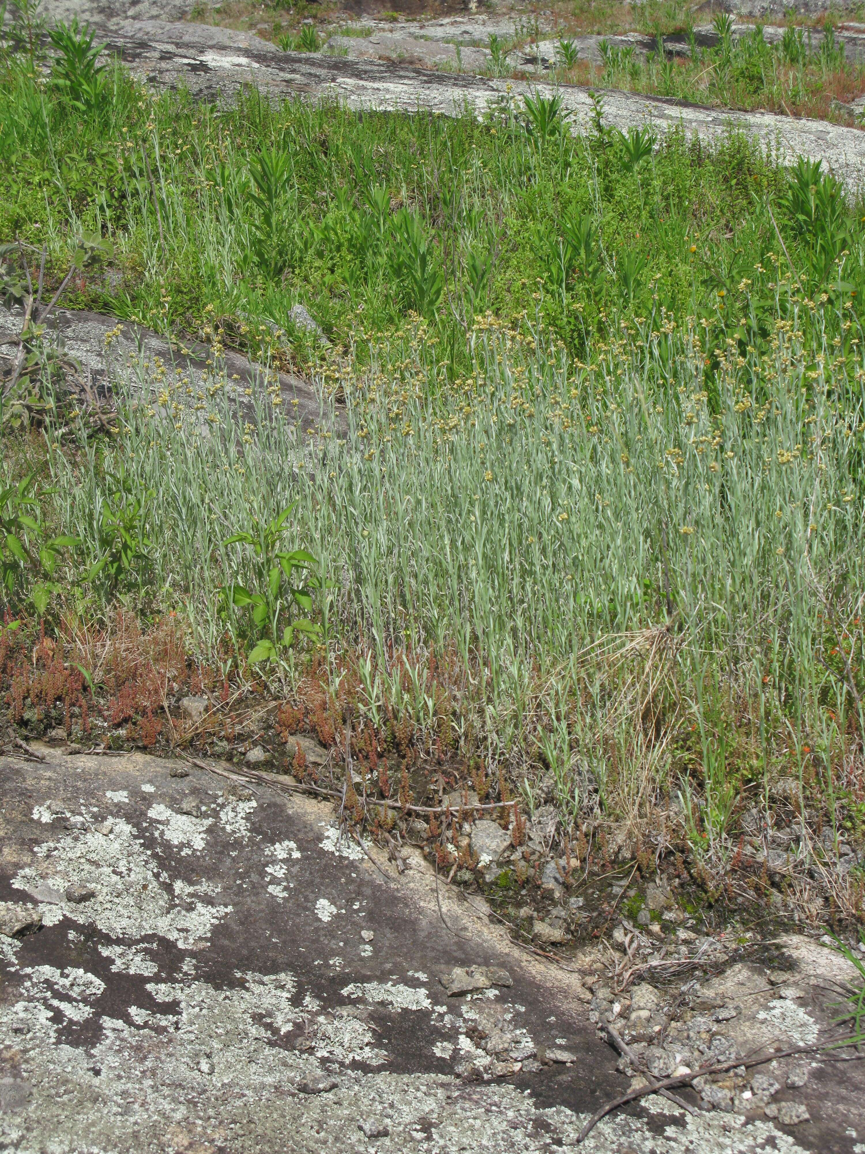 Image of Jersey cudweed