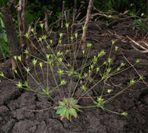 صورة Androsace elongata L.