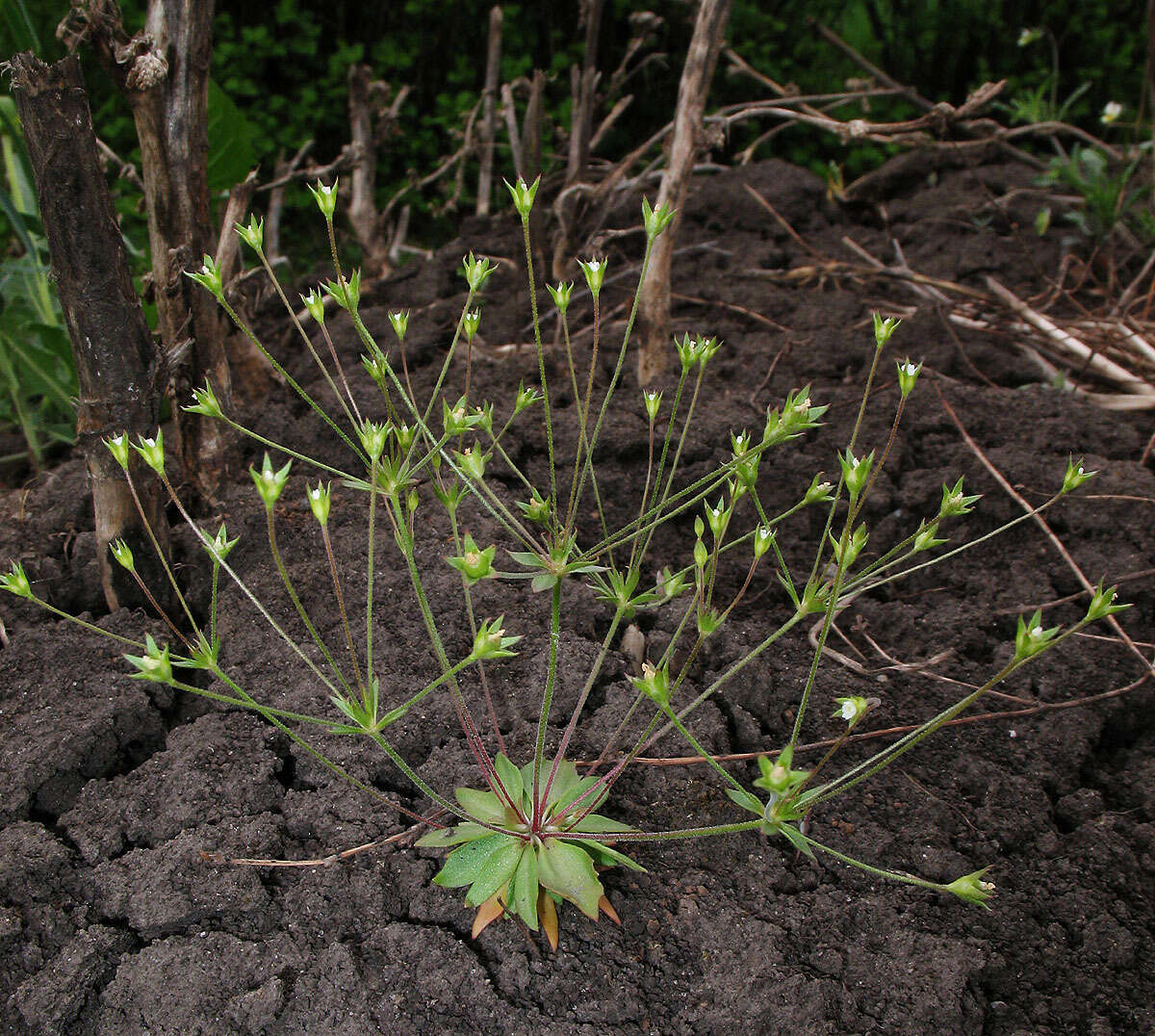 صورة Androsace elongata L.