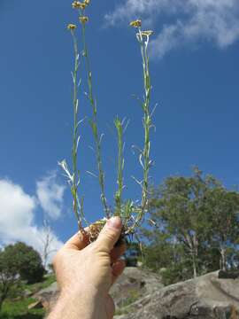 Image of Jersey cudweed