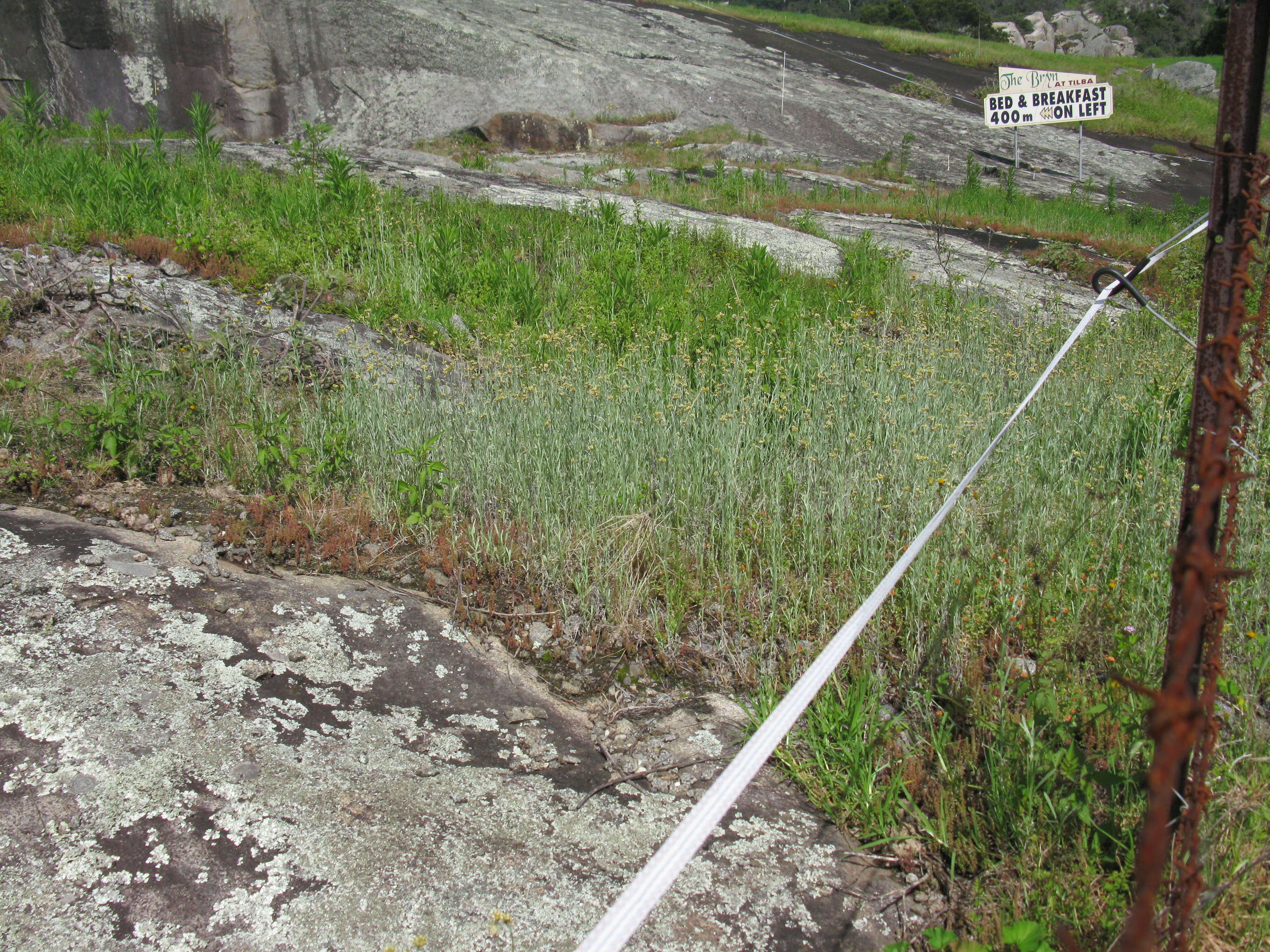 Image of Jersey cudweed