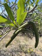 Image of Plumeria tuberculata Lodd.