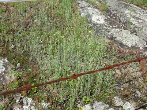 Image of Jersey cudweed