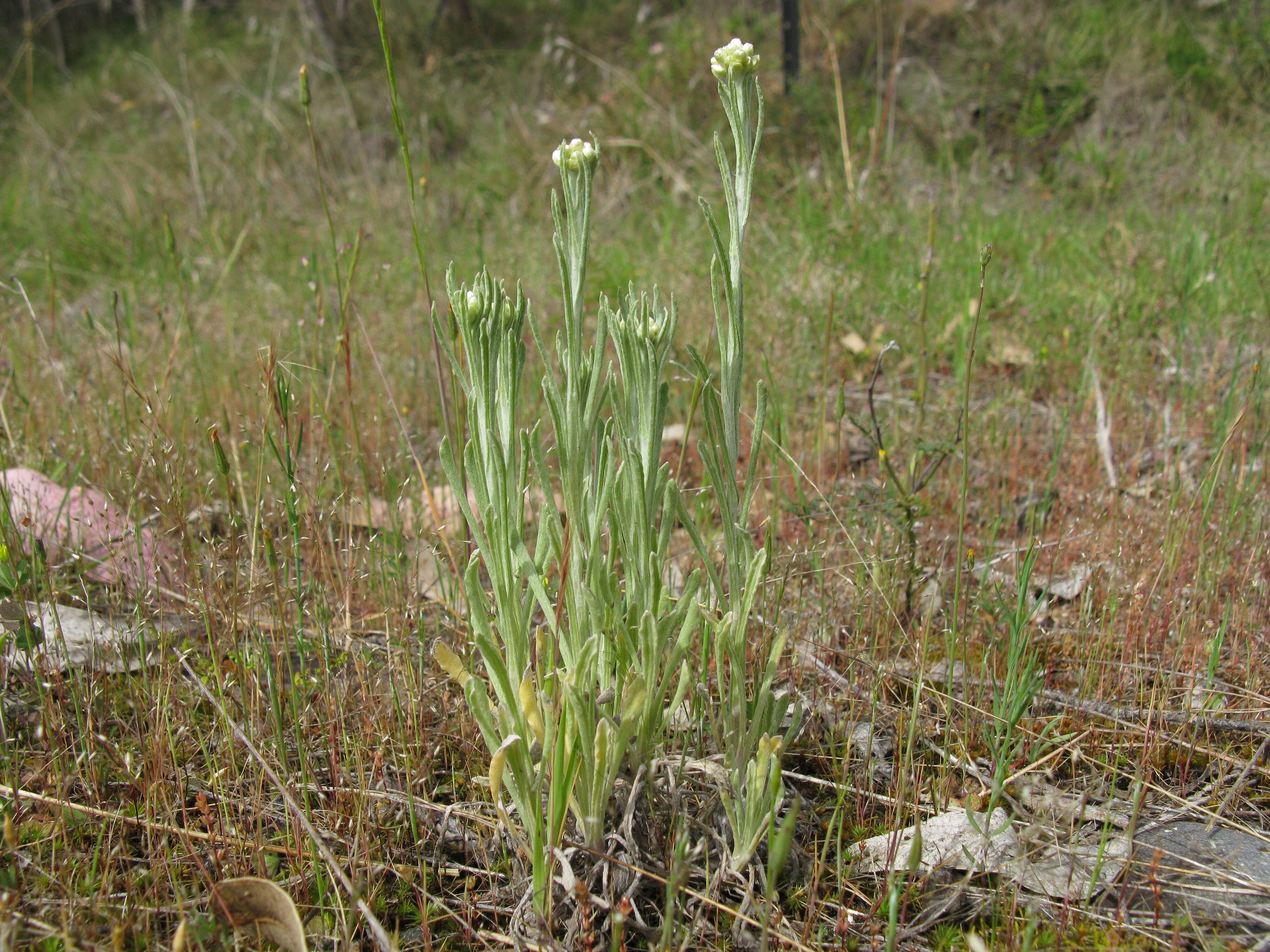 Image of Jersey cudweed