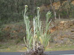 Image of Jersey cudweed