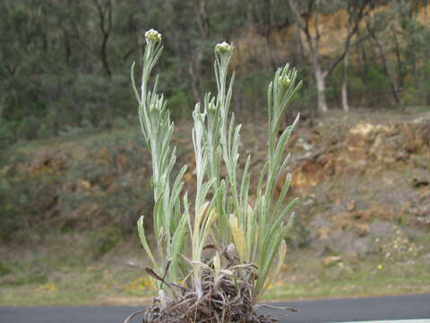 Image of Jersey cudweed