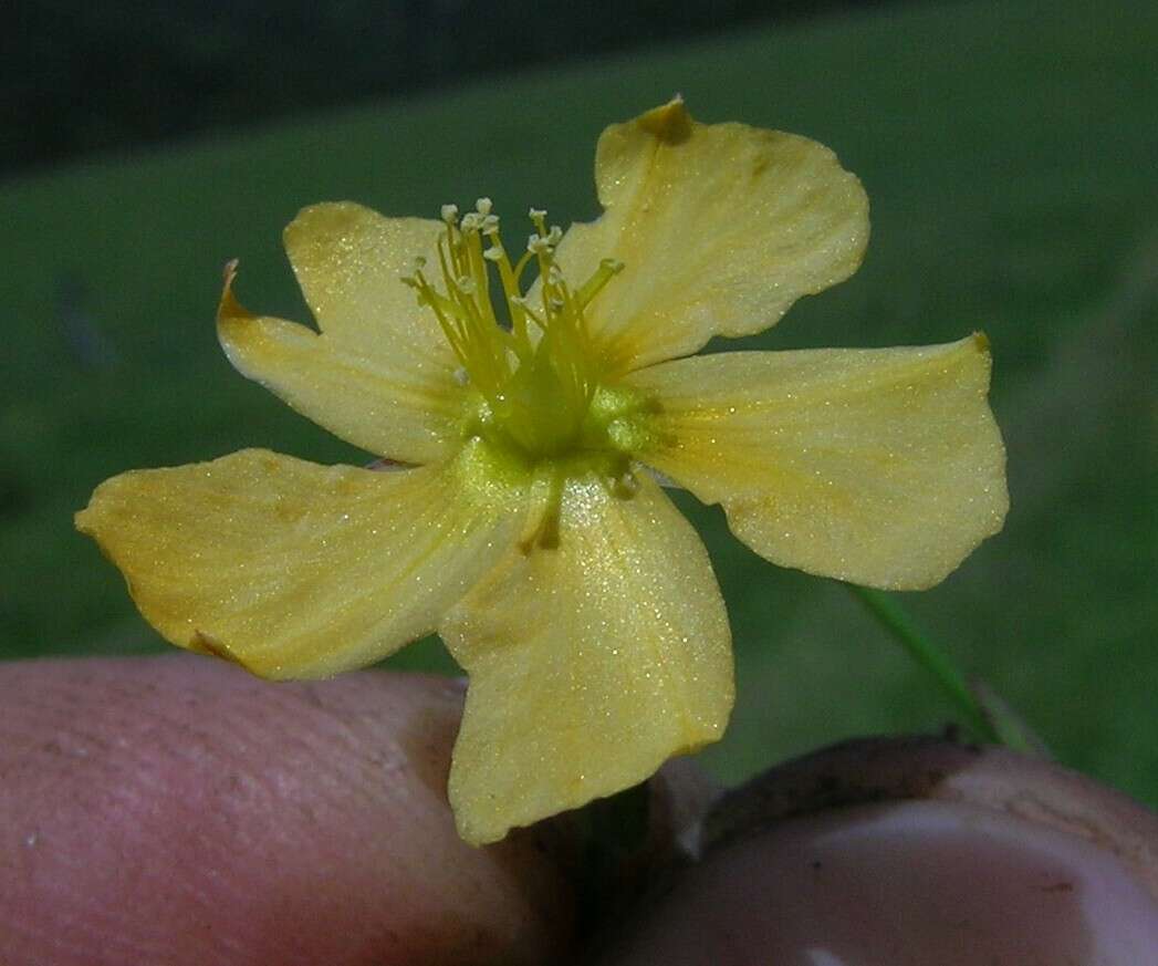 Image of grassy St. Johnswort