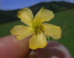 Image of grassy St. Johnswort