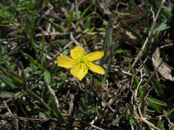 Image of grassy St. Johnswort