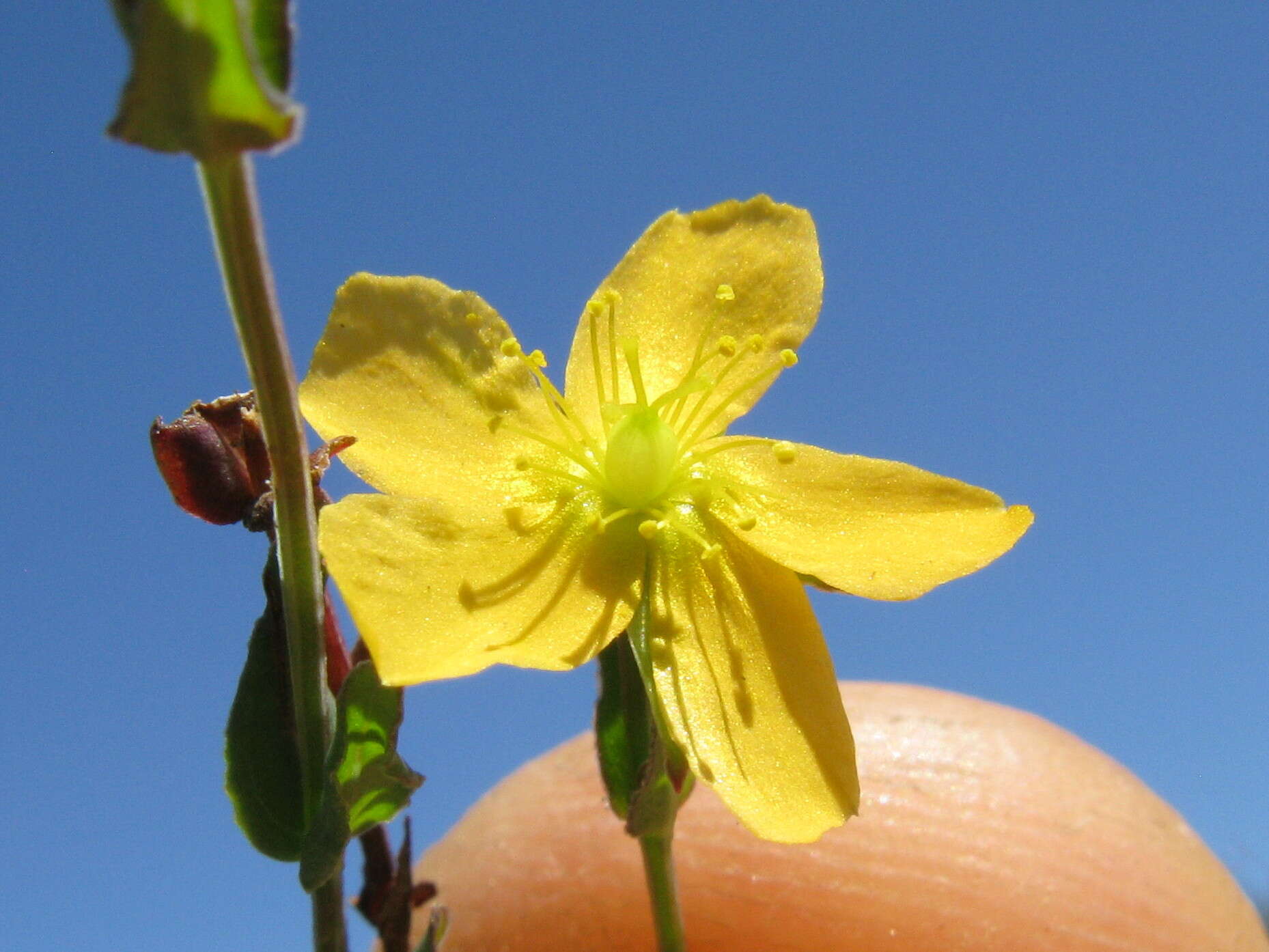 Image of grassy St. Johnswort