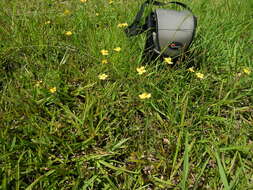 Image of grassy St. Johnswort