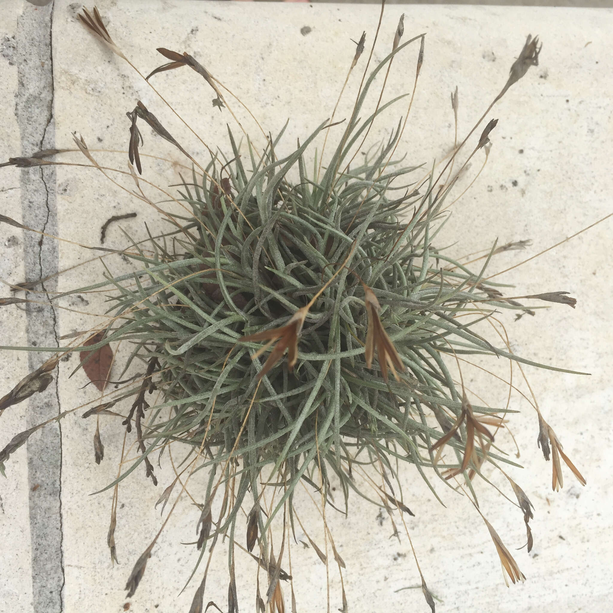 Sivun Tillandsia recurvata (L.) L. kuva