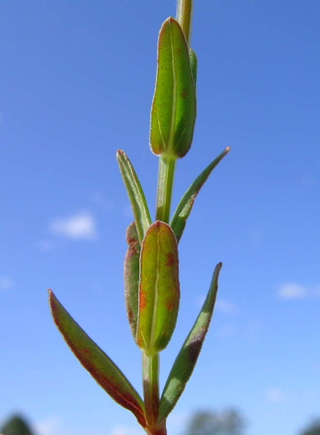 Image of grassy St. Johnswort