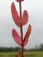 Image of grassy St. Johnswort