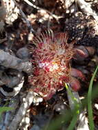 Image of Patent-leaf protea