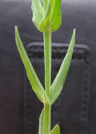 Image of grassy St. Johnswort