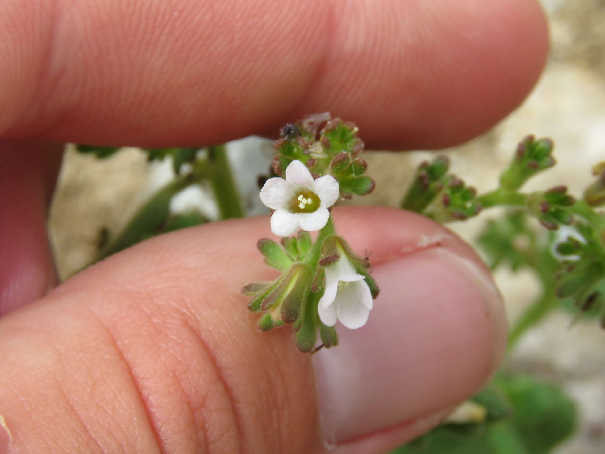 Image of Lemmon's Scorpion-Weed