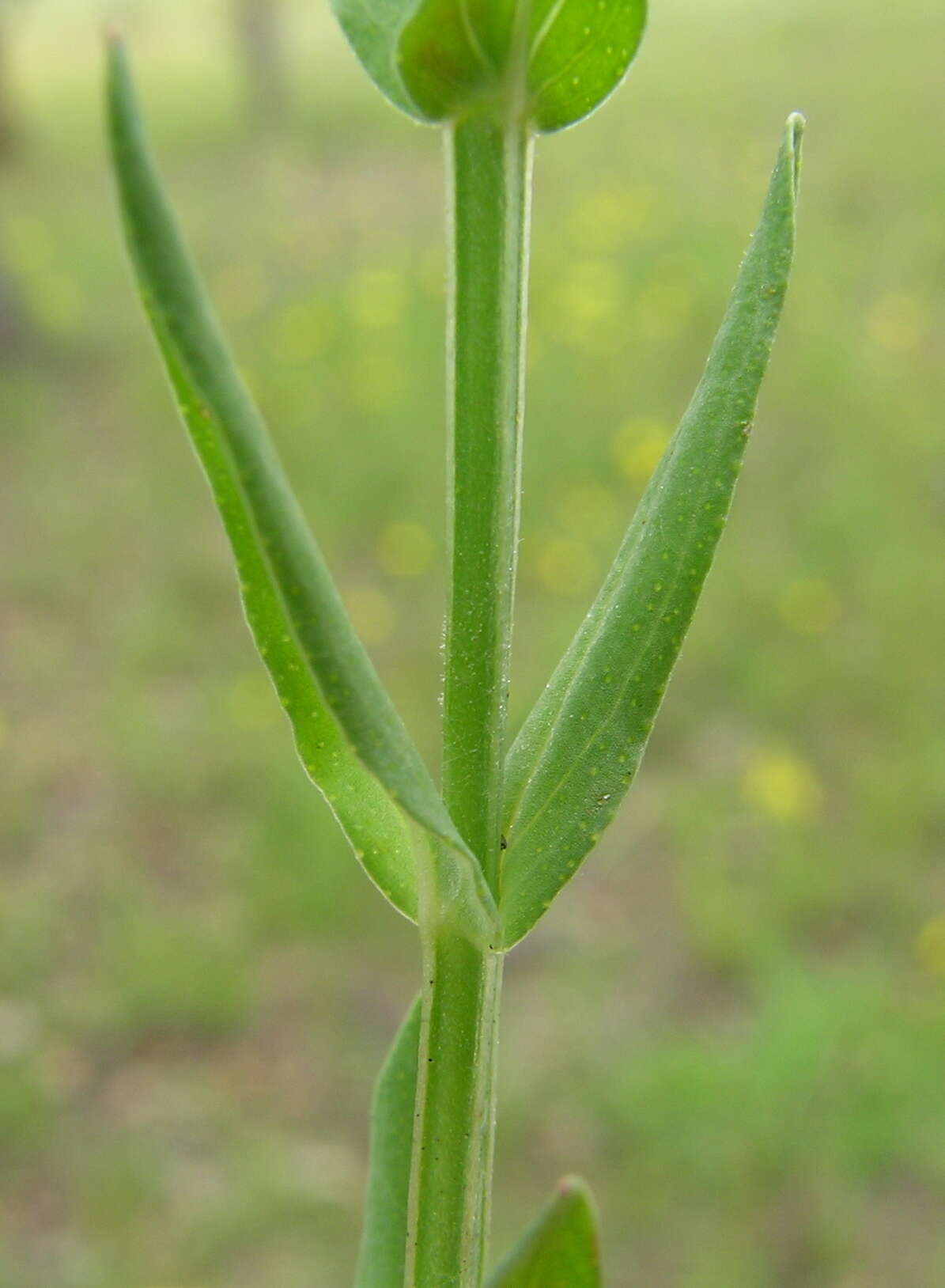 Image of grassy St. Johnswort