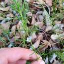 Image de Boronia ramosa subsp. ramosa