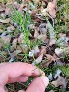 Image of Boronia ramosa (Lindley) Benth.