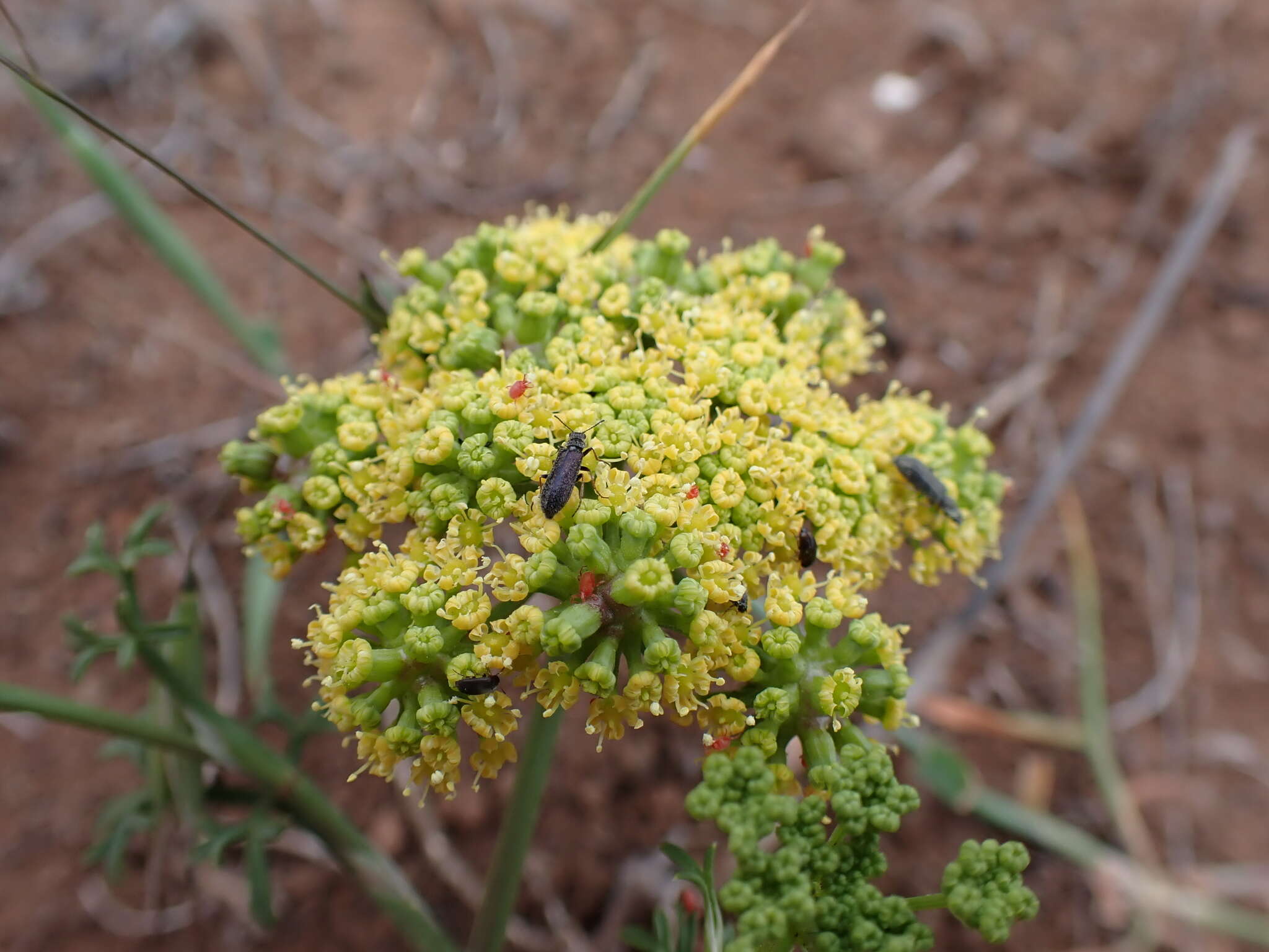 Canaria tortuosa (Webb & Berthel.) Jim. Mejías & P. Vargas resmi