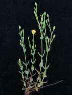 Image of grassy St. Johnswort