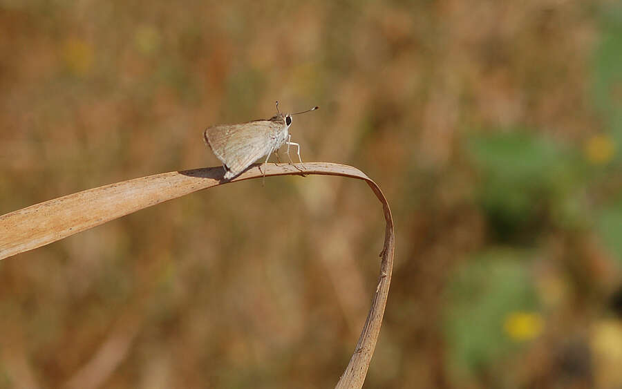 Image of Mediterranean Skipper