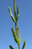 Image of grassy St. Johnswort