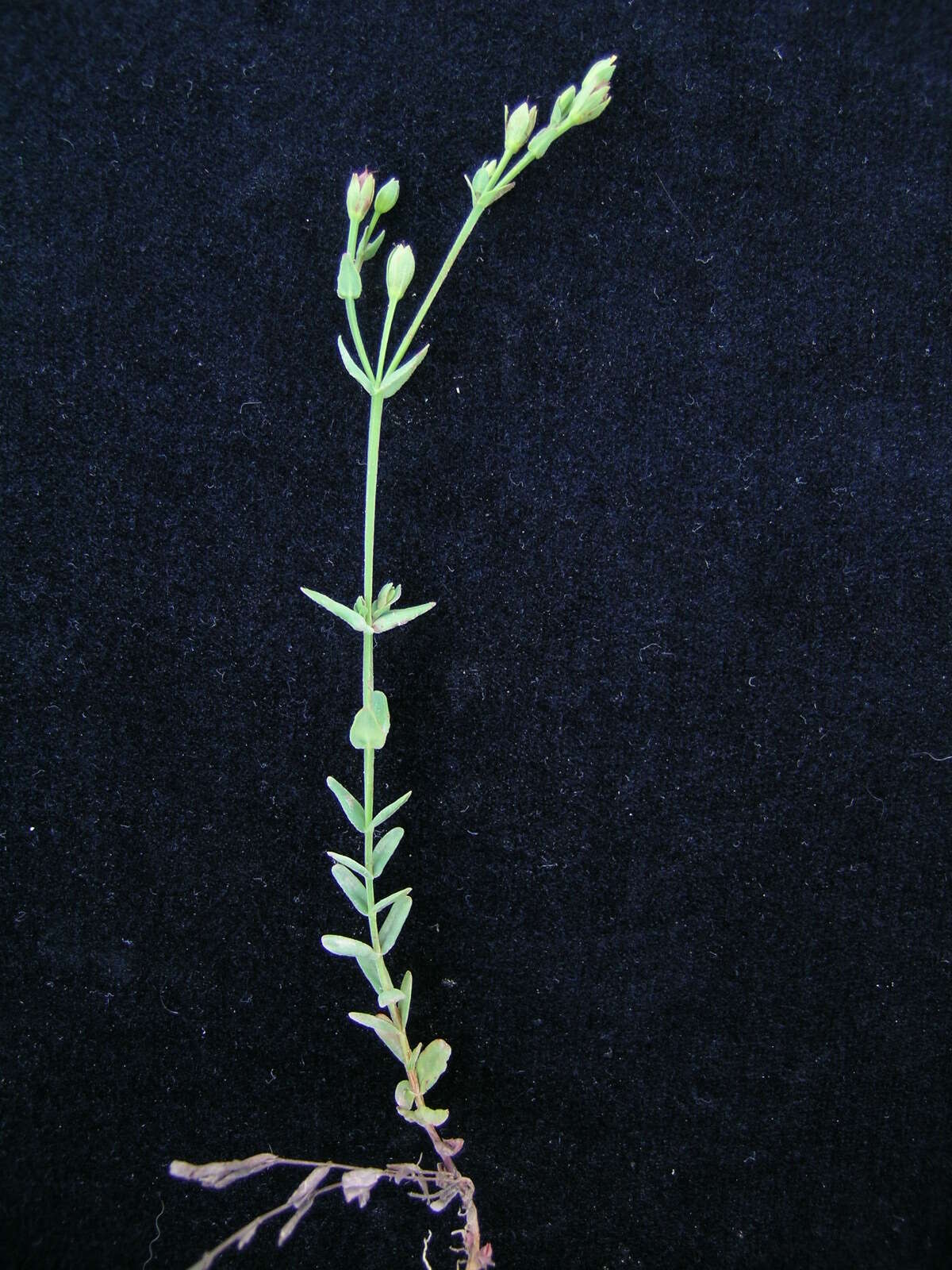 Image of grassy St. Johnswort