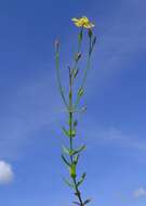 Image of grassy St. Johnswort