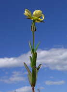 Image of grassy St. Johnswort