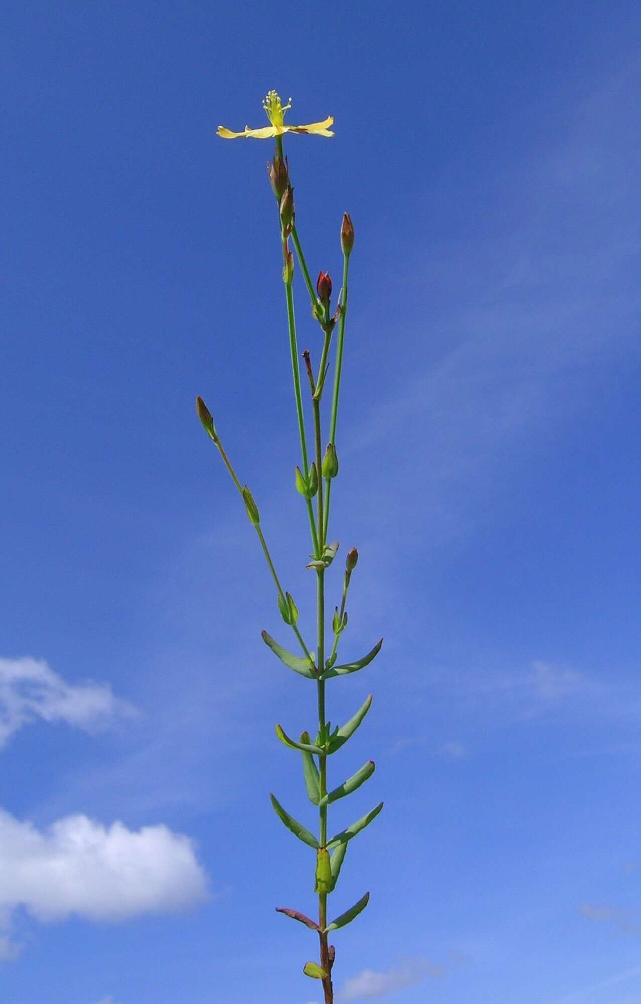 Image of grassy St. Johnswort