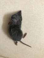 Image of Yucatan Small-eared Shrew