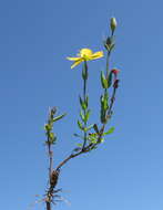 Image of grassy St. Johnswort