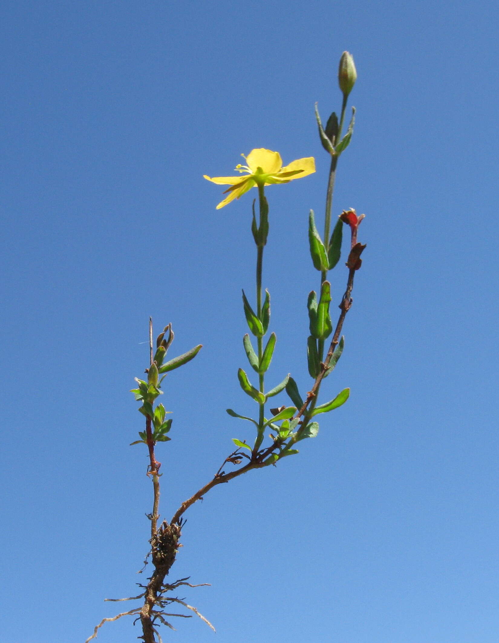 Image of grassy St. Johnswort