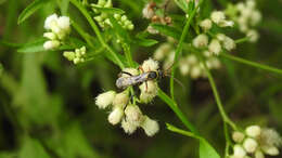 Image of Ceropales taschenbergi (Dalla Torre 1897)