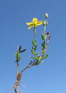 Image of grassy St. Johnswort