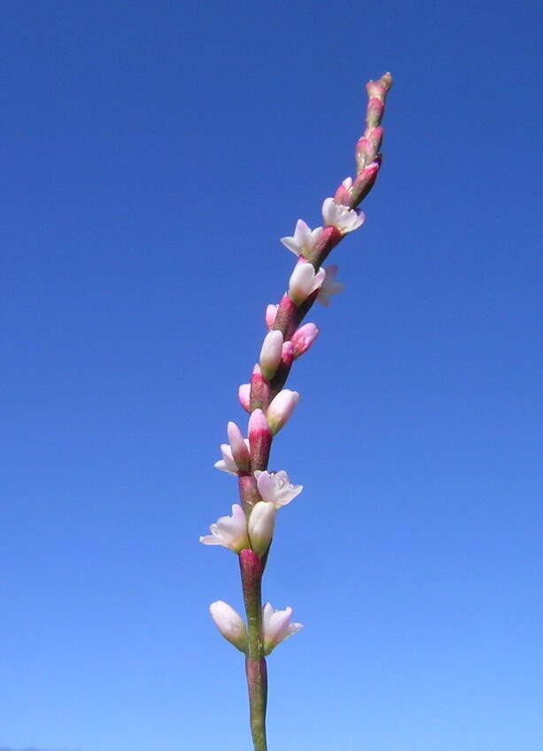 Image of Snake-root