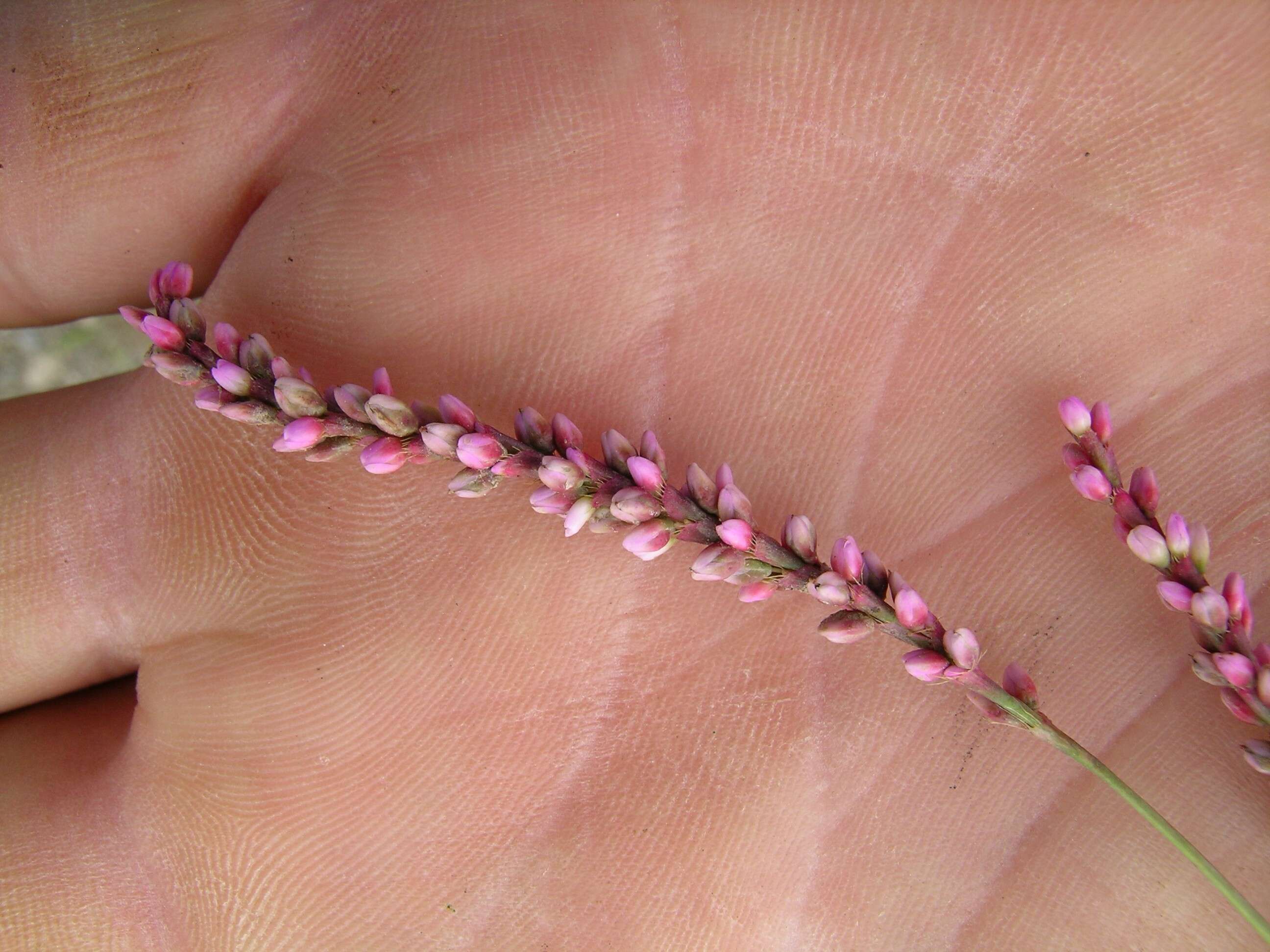 Image of Snake-root