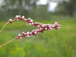 Image of Snake-root