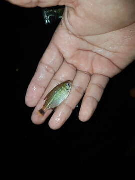 Image of Glass tetra