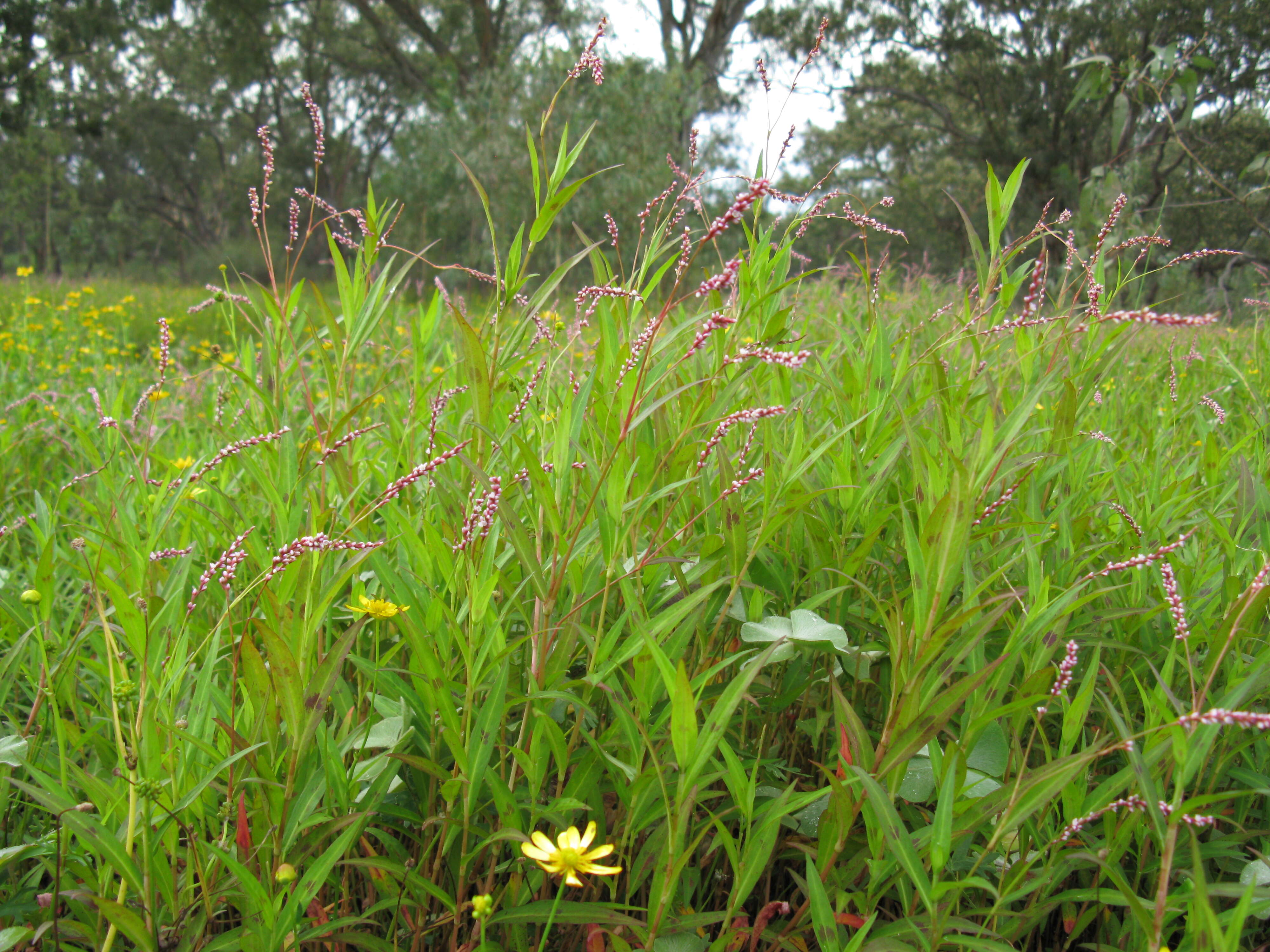 Image of Snake-root