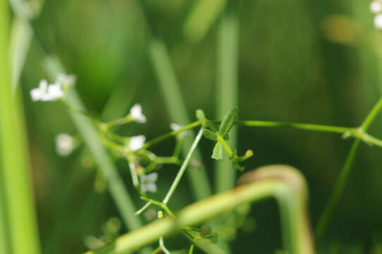 Imagem de Galium palustre L.