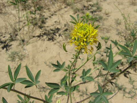 Image of Cleomella lutea (Hook.) Roalson & J. C. Hall