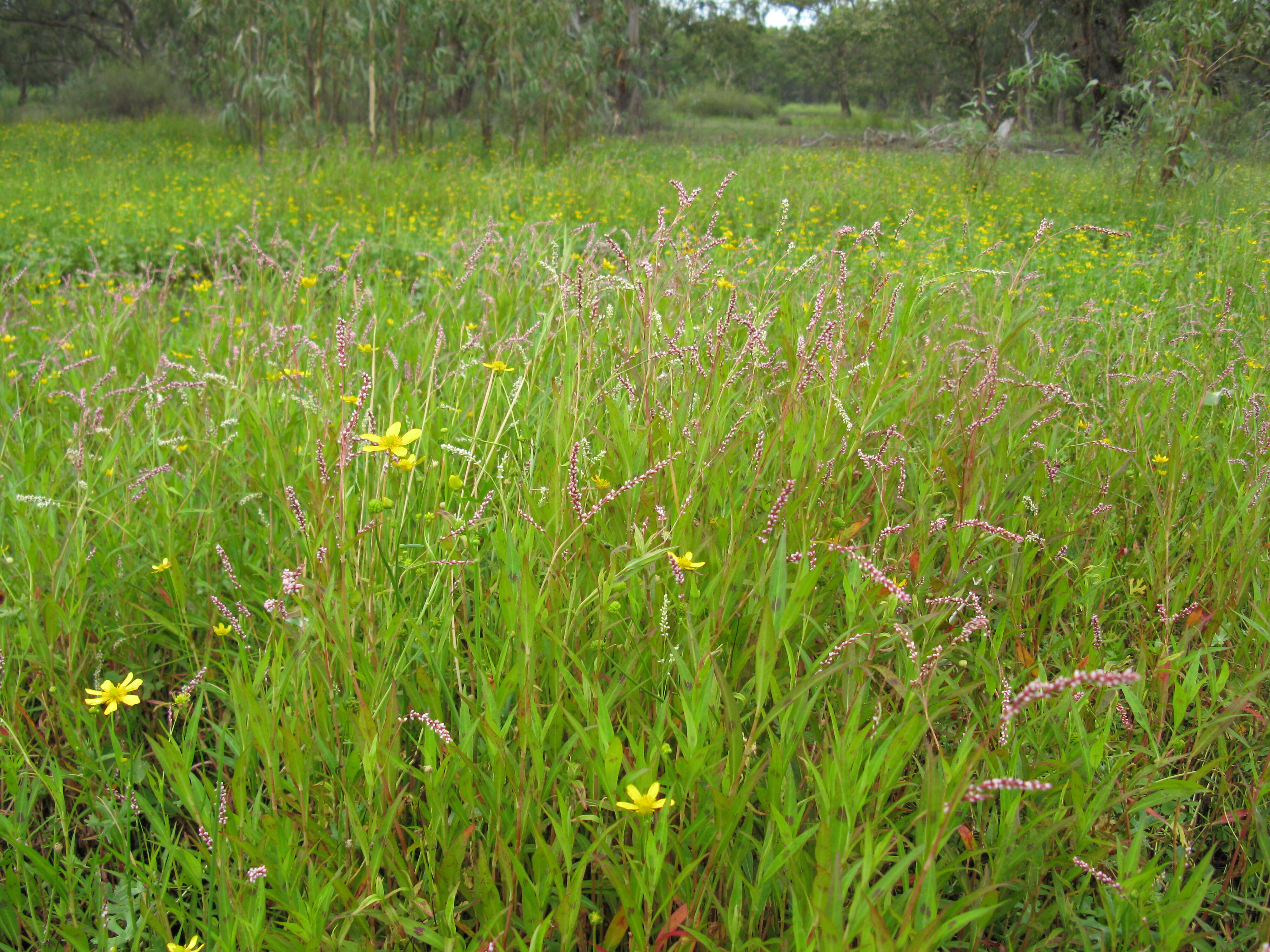 Image of Snake-root