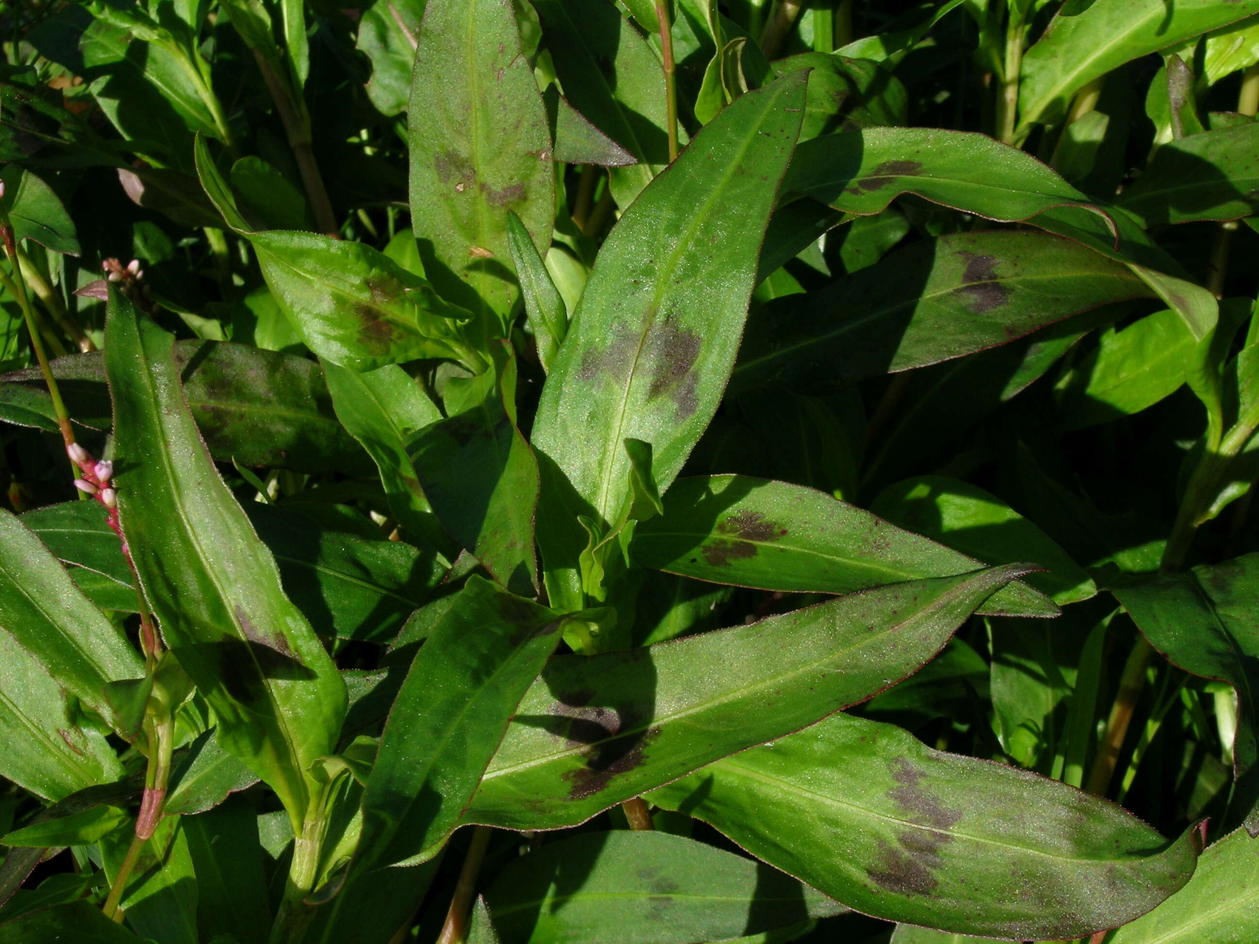 Image of Snake-root