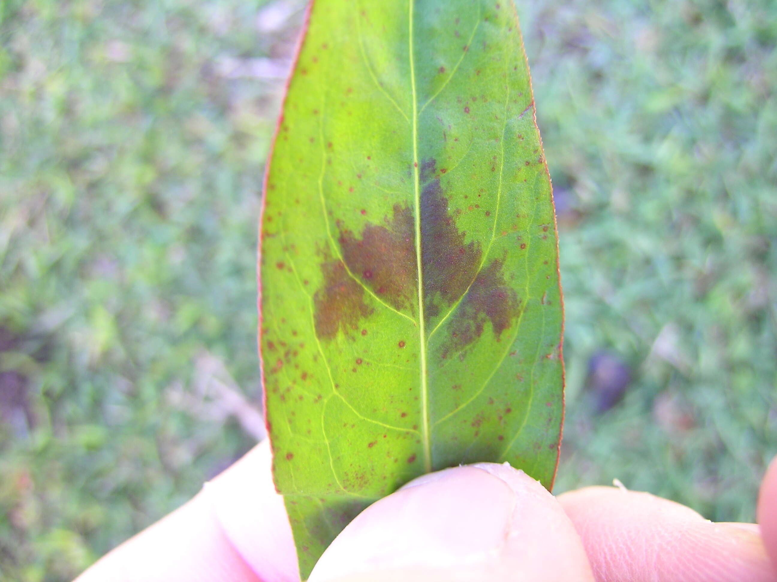 Image of Snake-root